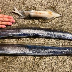 淡路島観光ホテルでタチウオ、ケンサキイカ、カワハギ